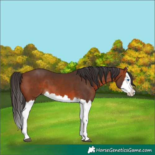 Horse Color:Bay Splash