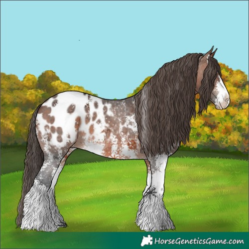 Horse Color:Brown Sabino Appaloosa 