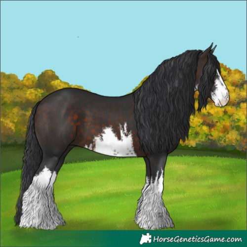 Horse Color:White Spotted Brown 