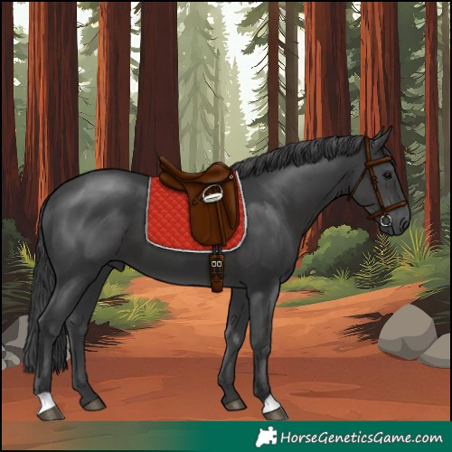 Horse Color:Black 