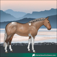 Horse Color:Silver Brown Dun Tobiano 