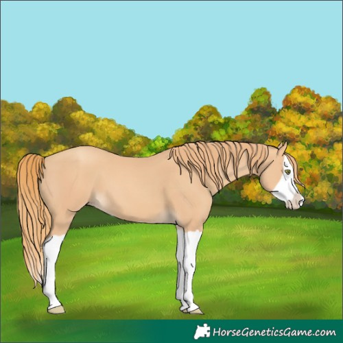 Horse Color:Gold Champagne Splash 
