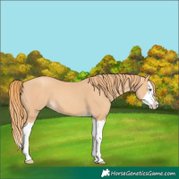Horse Color:Gold Champagne Splash 