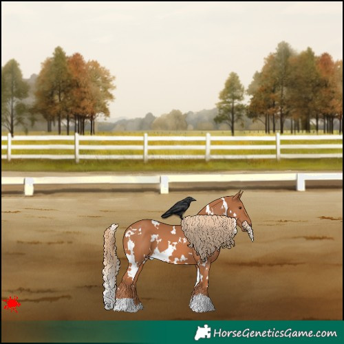 Horse Color:White Spotted Chestnut 