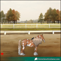 Horse Color:White Spotted Chestnut 
