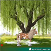 Horse Color:White Spotted Chestnut