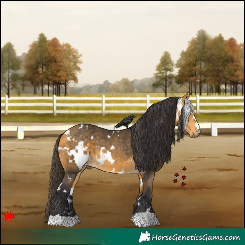Horse Color:White Spotted Buckskin 