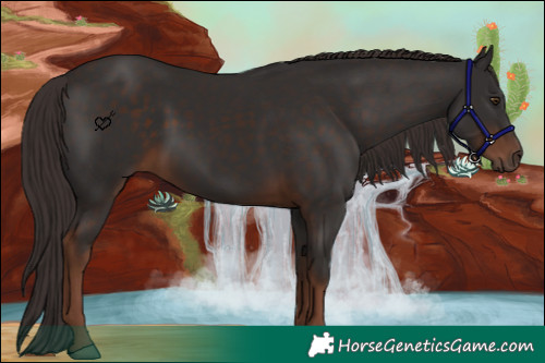 Horse Color:Liver Chestnut Rabicano