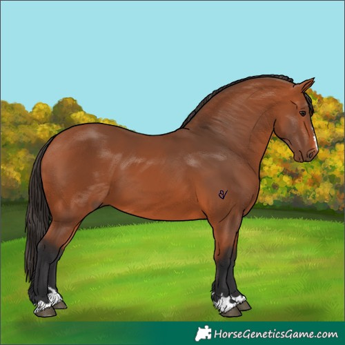 Horse Color:Bay 