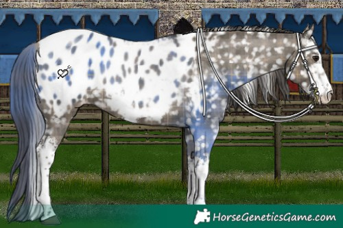 Horse Color:Plaid  White Spotted Smoky Grullo Appaloosa 