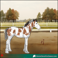 Horse Color:White Spotted Bay Splash 