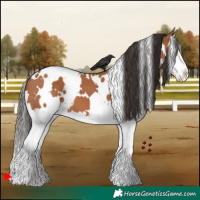 Horse Color:White Spotted Bay Splash 