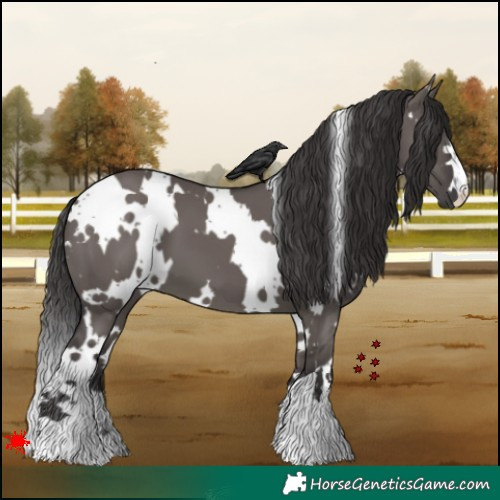 Horse Color:White Spotted Smoky Grullo 
