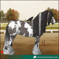 Horse Color:White Spotted Smoky Grullo