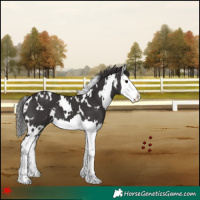 Horse Color:White Spotted Smoky Black Splash 