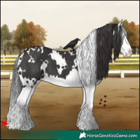 Horse Color:White Spotted Smoky Black Splash
