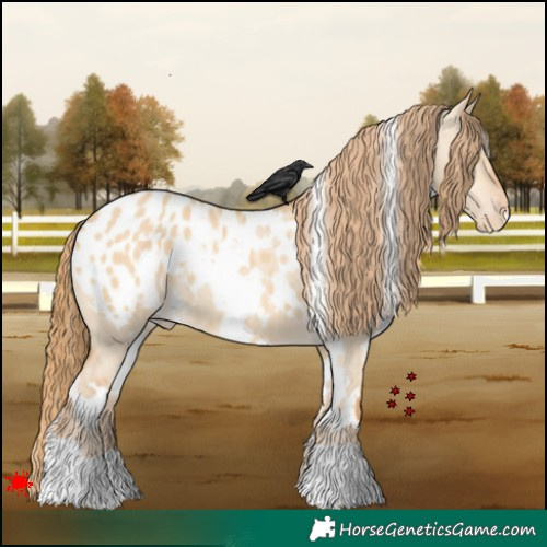 Horse Color:White Spotted Red Dun Appaloosa 