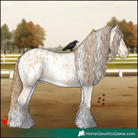 Horse Color:White Spotted Red Dun Appaloosa 