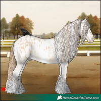 Horse Color:White Spotted Red Dun Appaloosa 