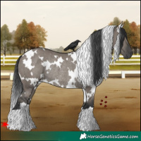 Horse Color:White Spotted Grullo Rabicano 