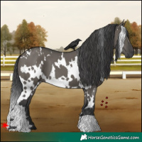 Horse Color:White Spotted Grullo