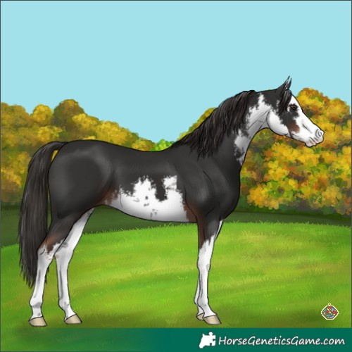 Horse Color:White Spotted Liver Chestnut 