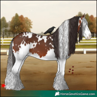 Horse Color:White Spotted Bay Splash