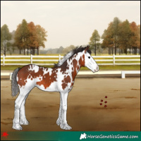 Horse Color:White Spotted Bay Splash 