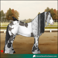 Horse Color:White Spotted Grullo Frame 