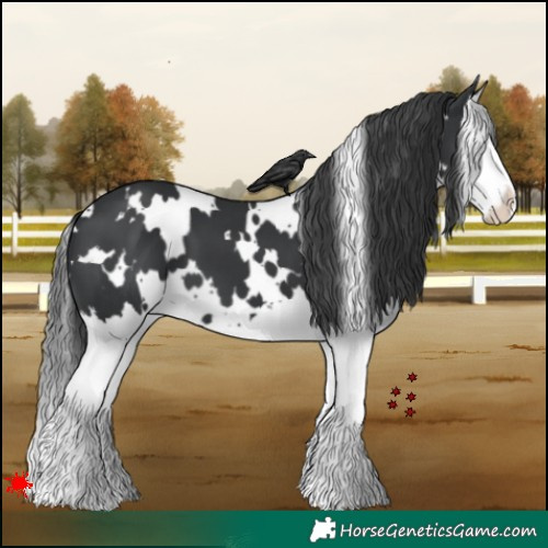 Horse Color:White Spotted Black Splash 