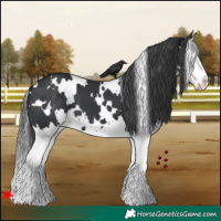Horse Color:White Spotted Black Splash 