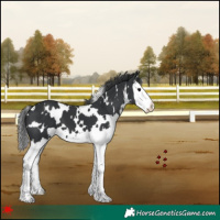 Horse Color:White Spotted Black Splash 