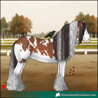 Horse Color:White Spotted Bay Splash