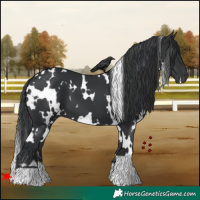 Horse Color:White Spotted Black 
