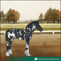 Horse Color:White Spotted Black 
