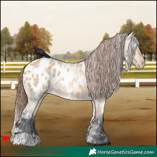 Horse Color:White Spotted Bay Dun Appaloosa 