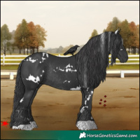 Horse Color:White Spotted Black Rabicano 
