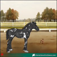 Horse Color:White Spotted Black Rabicano 