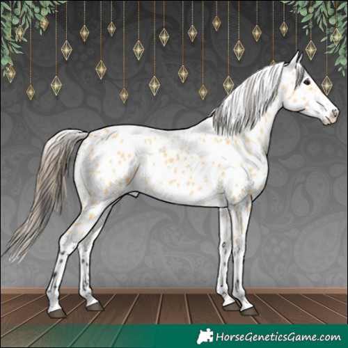 Horse Color:Buckskin Appaloosa 