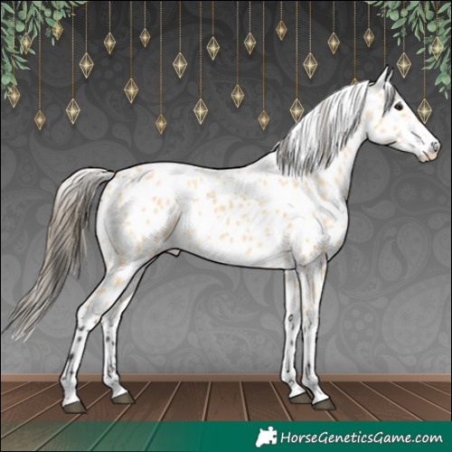 Horse Color:Buckskin Leopard 