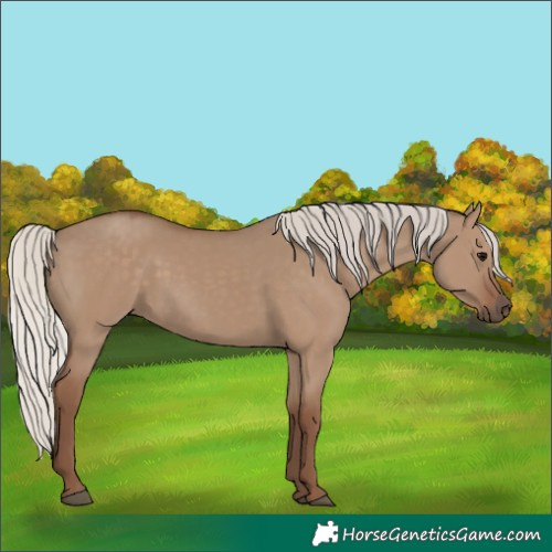 Horse Color:Silver Grullo 