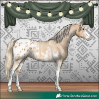 Horse Color:Palomino Sabino Appaloosa 
