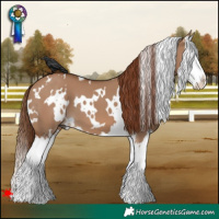 Horse Color:White Spotted Red Dun Splash