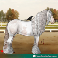 Horse Color:White Spotted Chestnut Appaloosa 