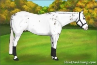Horse Color:Silver Black Sabino Splash