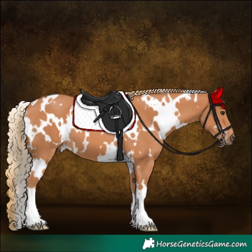 Horse Color:White Spotted Chestnut 