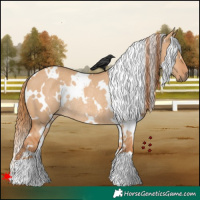 Horse Color:White Spotted Red Dun Rabicano 