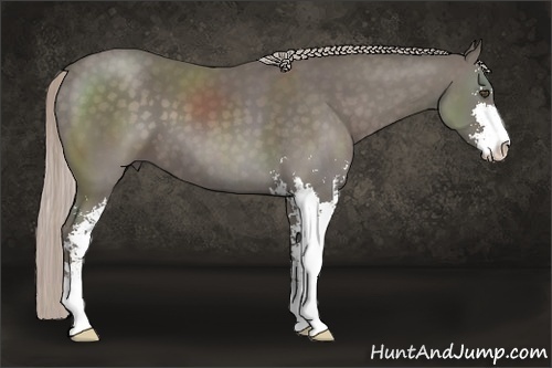 Horse Color:Silver Black Sabino 