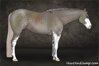 Horse Color:Silver Black Sabino 