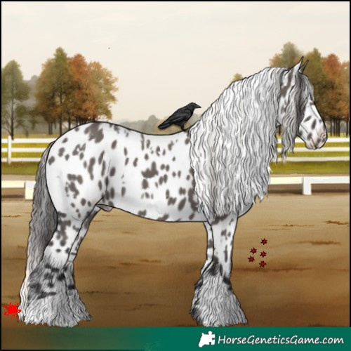 Horse Color:White Spotted Smoky Grullo Appaloosa 
